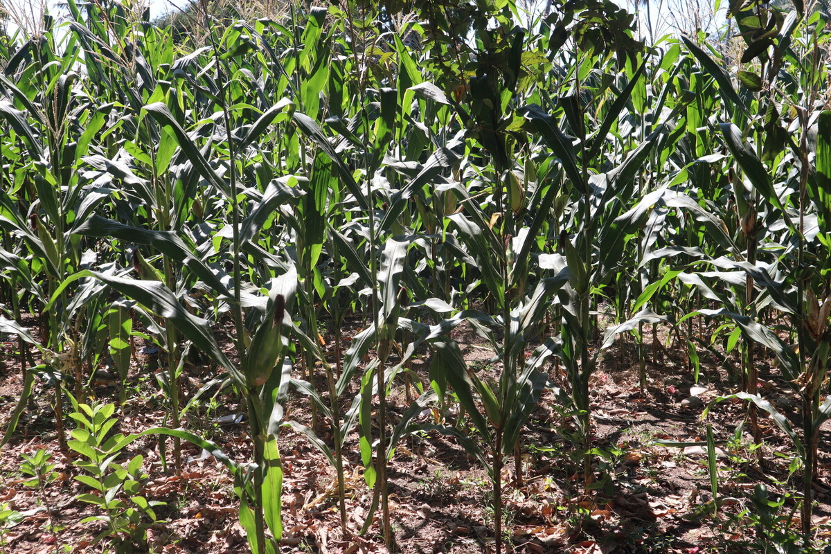 A dense area of tall, green corn plants growing outdoors under the sunlight. The ground is covered with dry leaves and patches of bare soil. In the background, leafy trees are visible, suggesting a thriving agricultural environment.