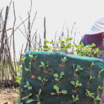 Janet Lemerimuk, dressedn in traditional attire tends to a vertical garden made of green mesh, with various plants growing from it. The garden is located outdoors, next to a fence made of wooden sticks. Huts and a rural landscape are visible in the background.