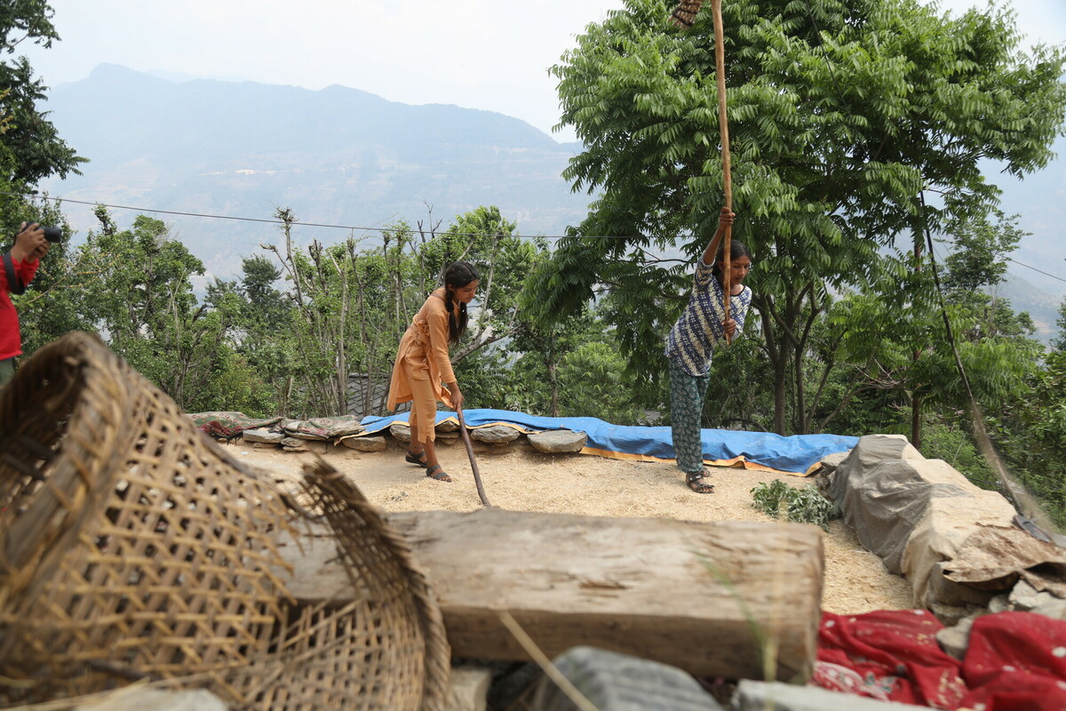 Two people thresh grain in a rural setting, using long wooden poles. A woven basket is in the foreground and trees are in the background. A blue tarp is spread on the ground under the grain. Mountains can be seen in the distance.